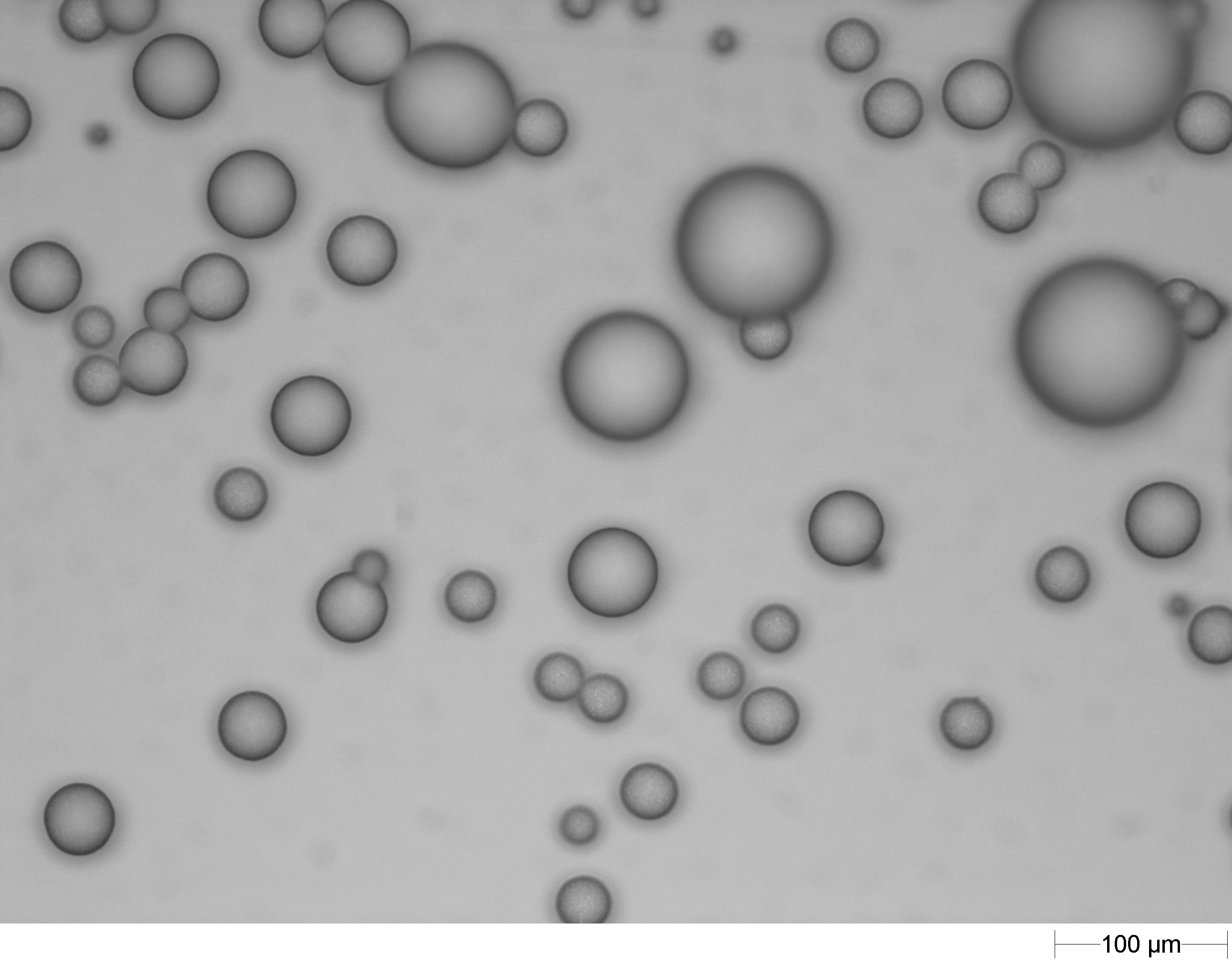 原液①(分散剤無)の回収粉_顕微鏡画像