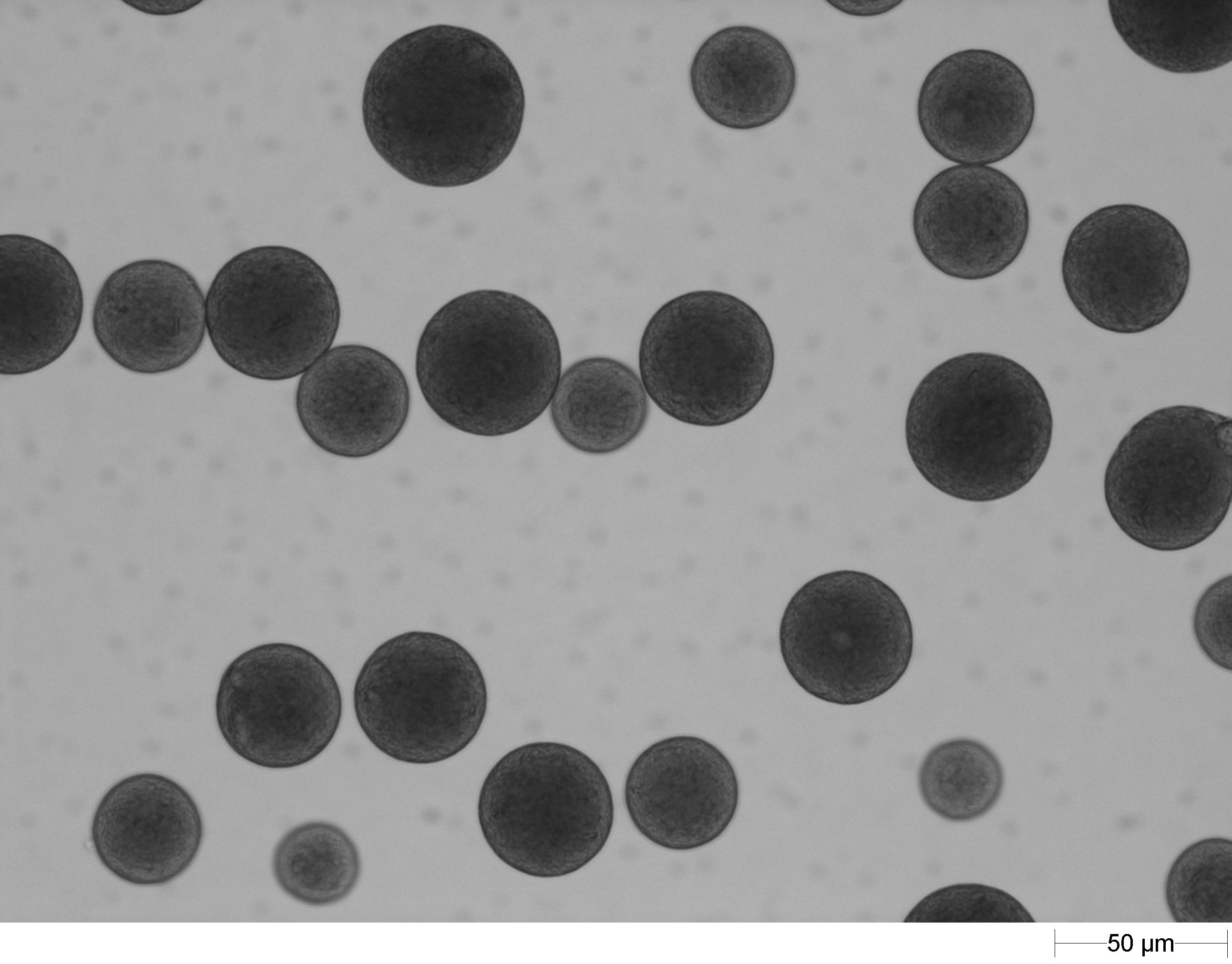 原液①(分散剤無)の回収粉_浸液透光法での顕微鏡画像